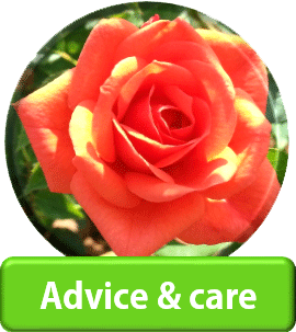 Advice and rose care